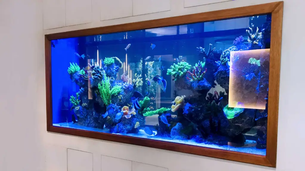 Aquatic Wonders: Your One-Stop Aquarium Shop