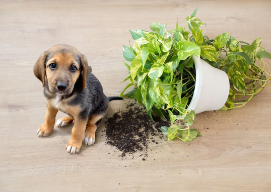 What foods help dogs with upset stomach?