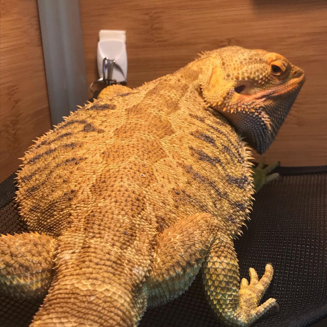 How big can a bearded dragon get?